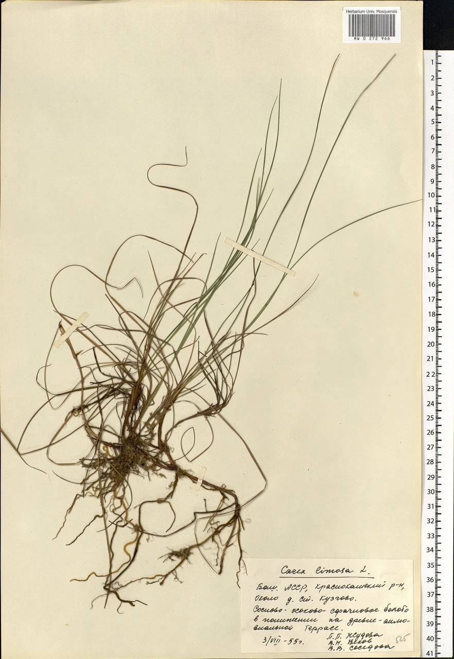 Carex limosa L., Eastern Europe, Eastern region (E10) (Russia)