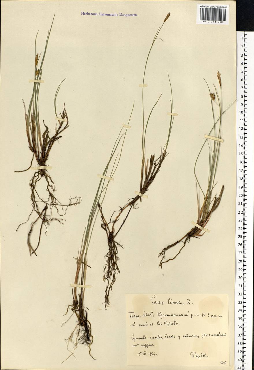 Carex limosa L., Eastern Europe, Eastern region (E10) (Russia)