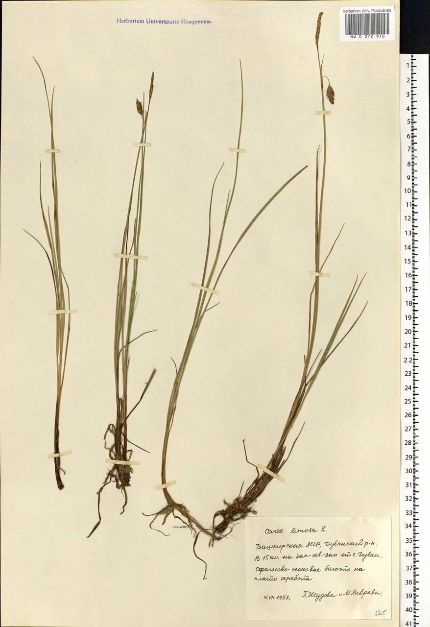Carex limosa L., Eastern Europe, Eastern region (E10) (Russia)