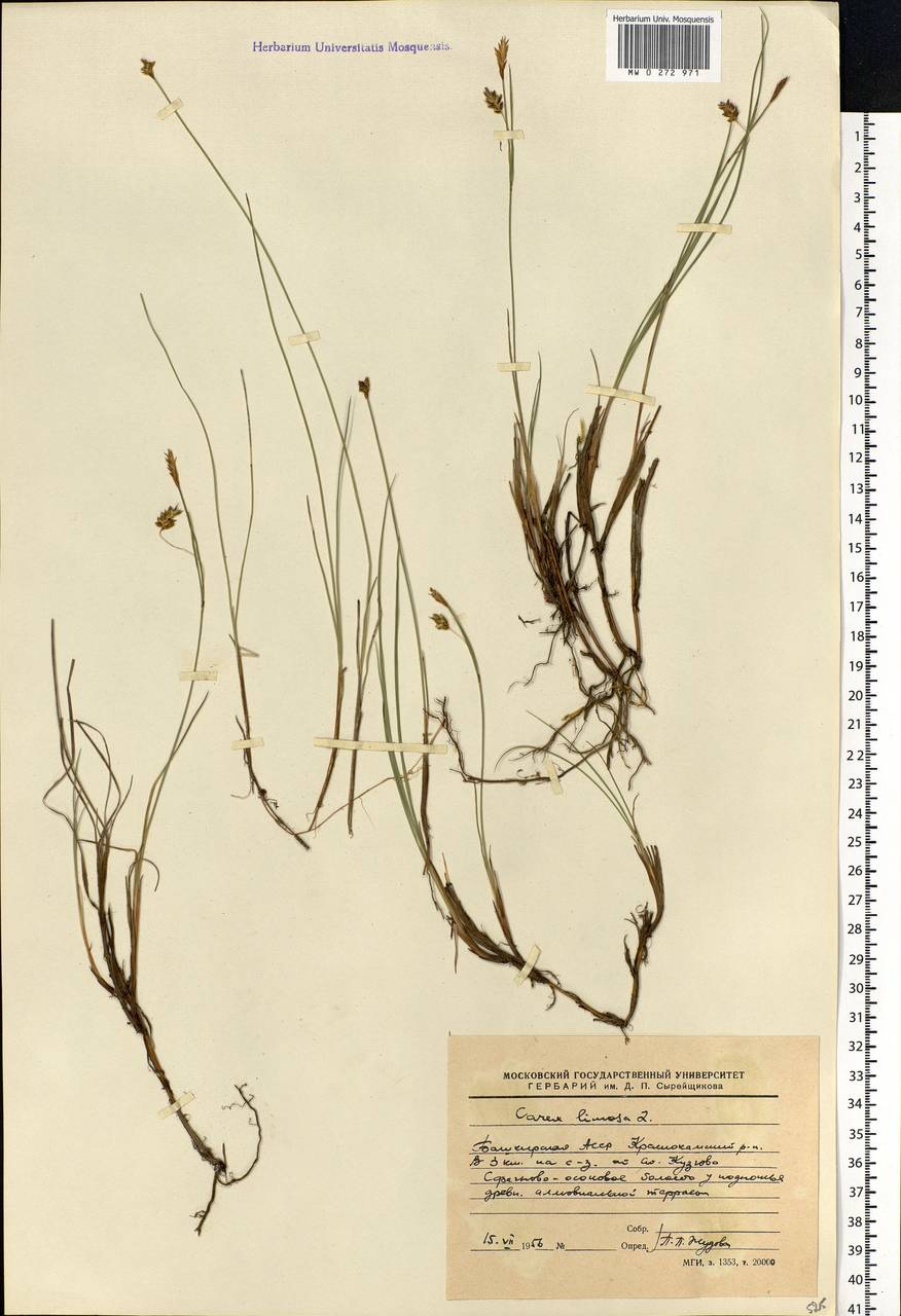 Carex limosa L., Eastern Europe, Eastern region (E10) (Russia)