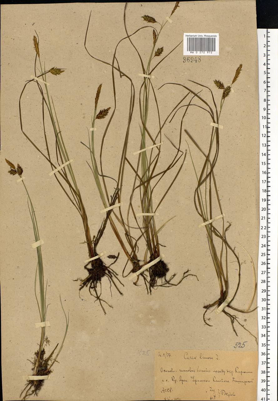 Carex limosa L., Eastern Europe, Eastern region (E10) (Russia)