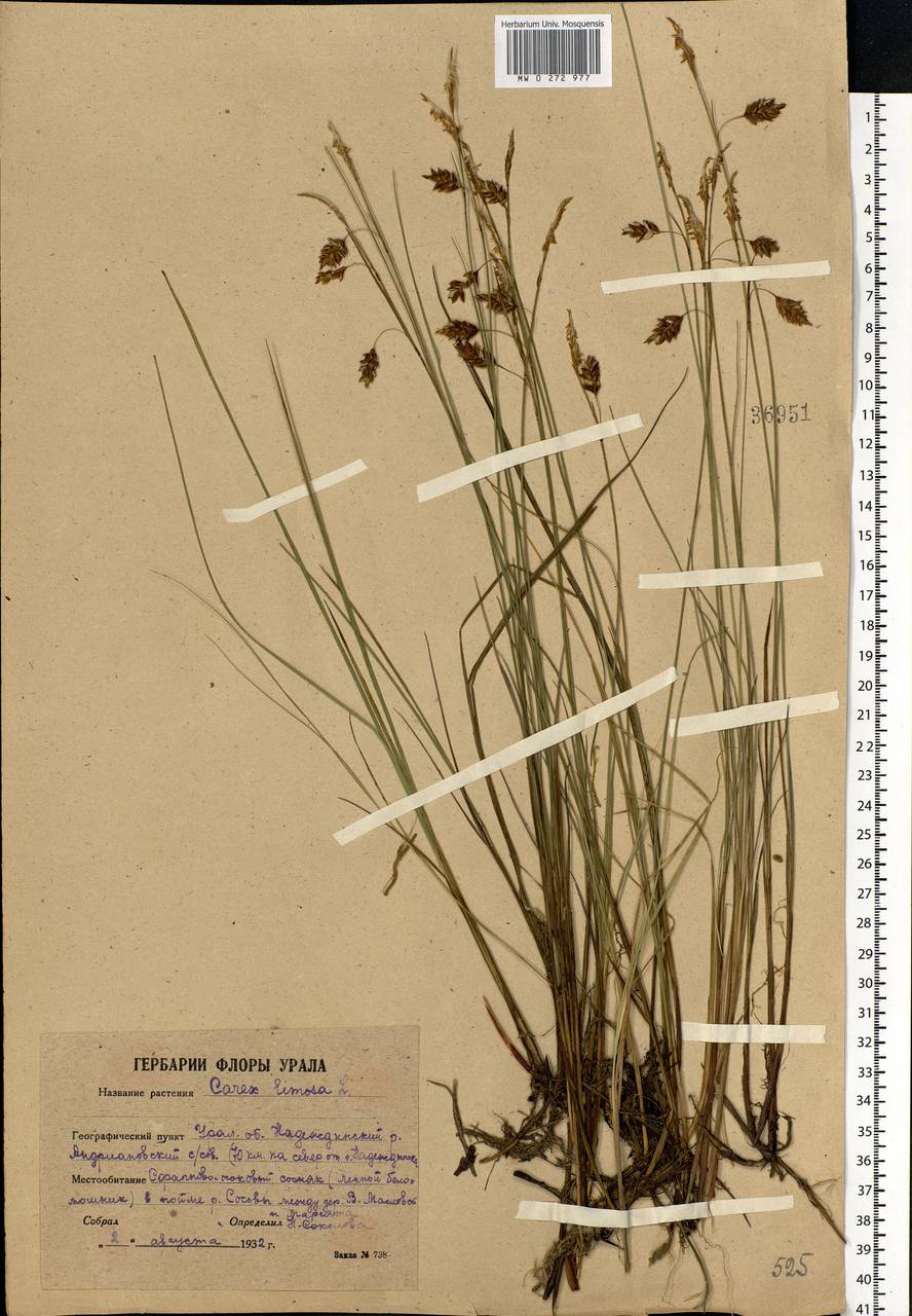 Carex limosa L., Eastern Europe, Eastern region (E10) (Russia)