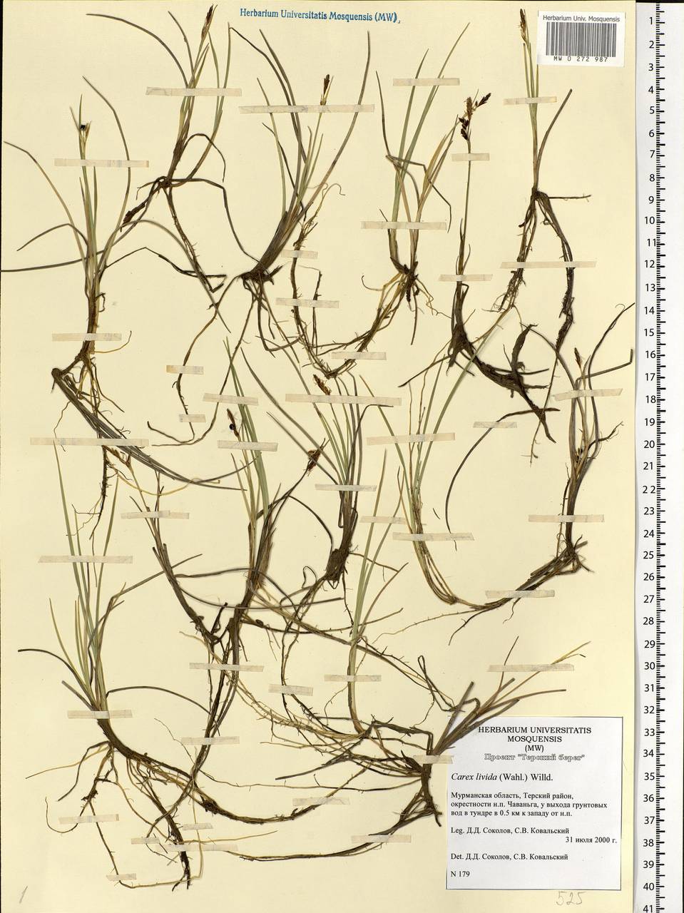 Carex livida (Wahlenb.) Willd., Eastern Europe, Northern region (E1) (Russia)