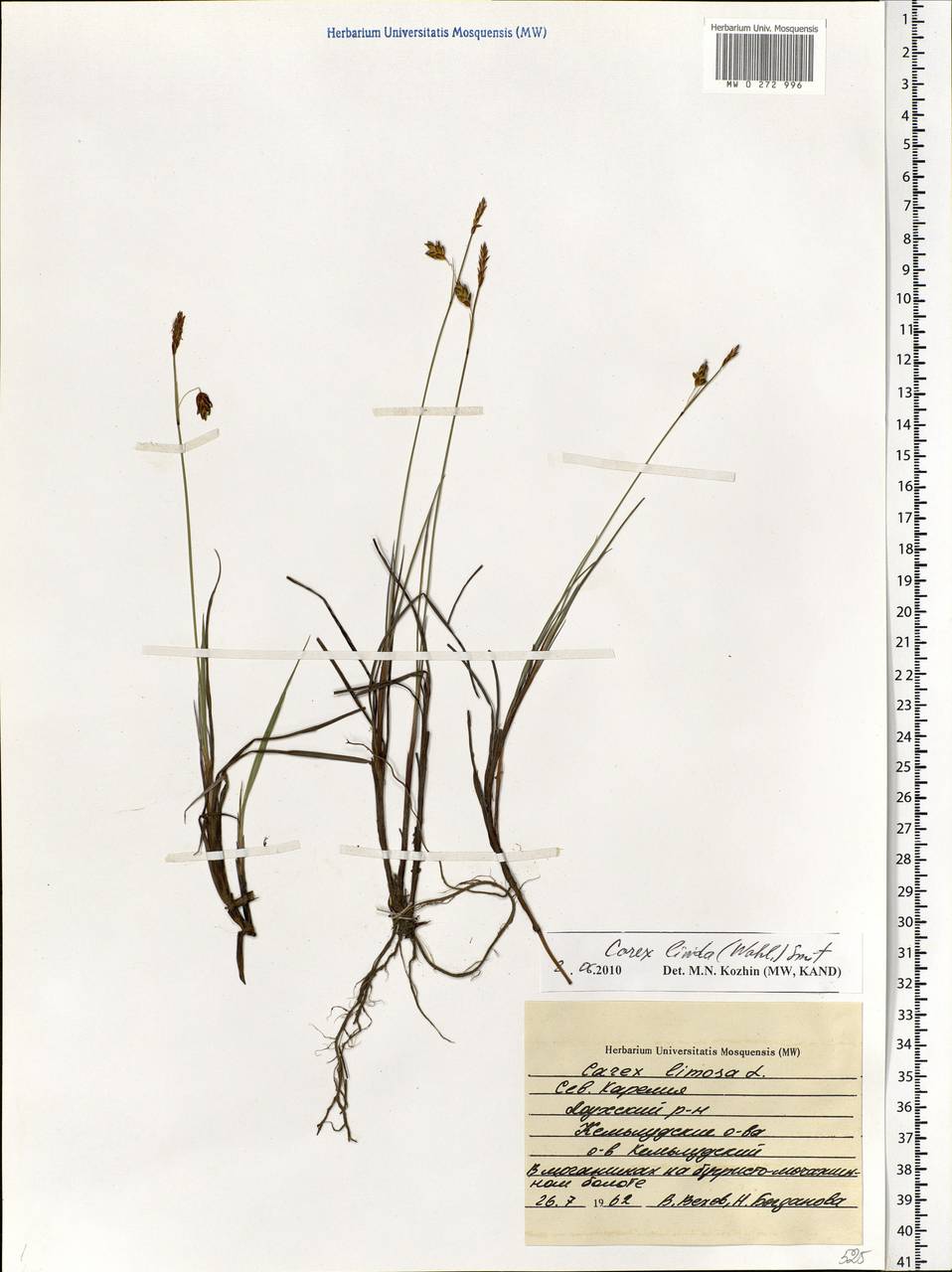 Carex livida (Wahlenb.) Willd., Eastern Europe, Northern region (E1) (Russia)