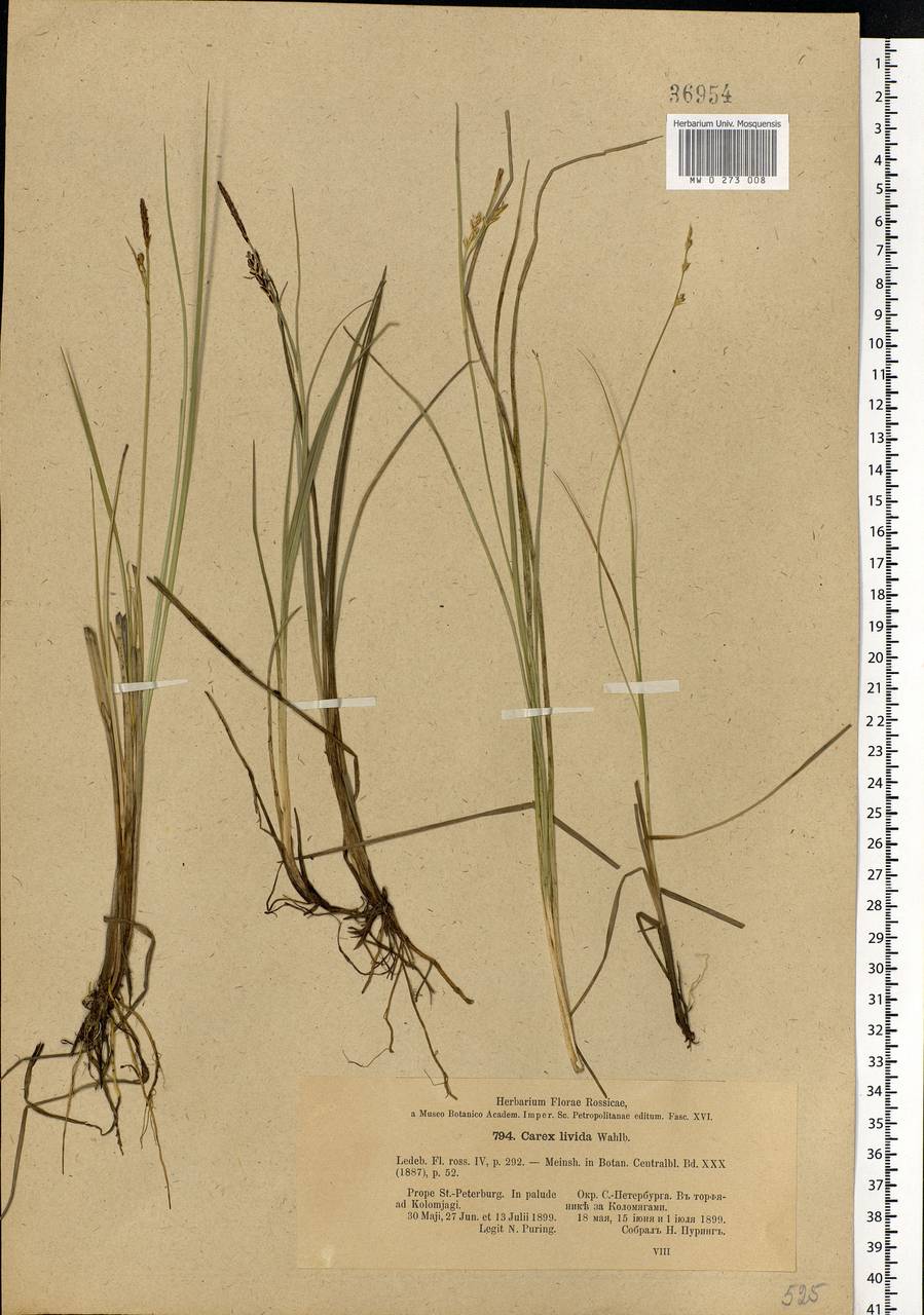 Carex livida (Wahlenb.) Willd., Eastern Europe, Northern region (E1) (Russia)