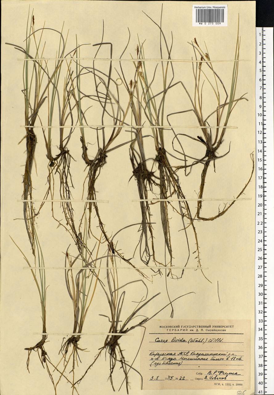 Carex livida (Wahlenb.) Willd., Eastern Europe, Northern region (E1) (Russia)