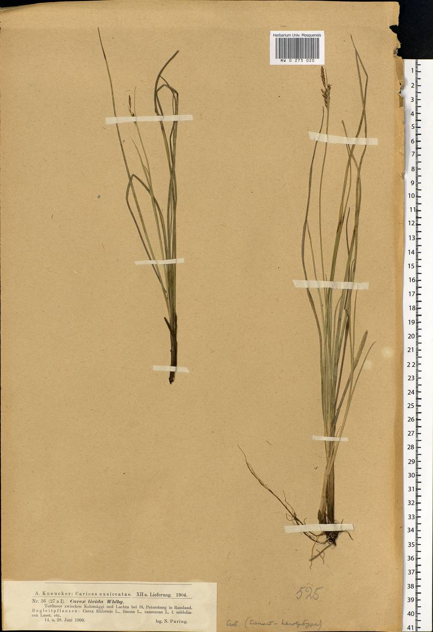 Carex livida (Wahlenb.) Willd., Eastern Europe, North-Western region (E2) (Russia)