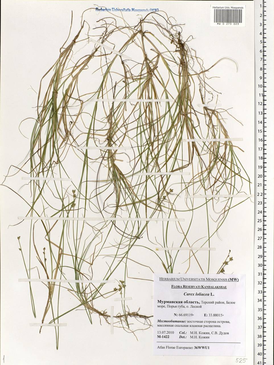 Carex loliacea L., Eastern Europe, Northern region (E1) (Russia)
