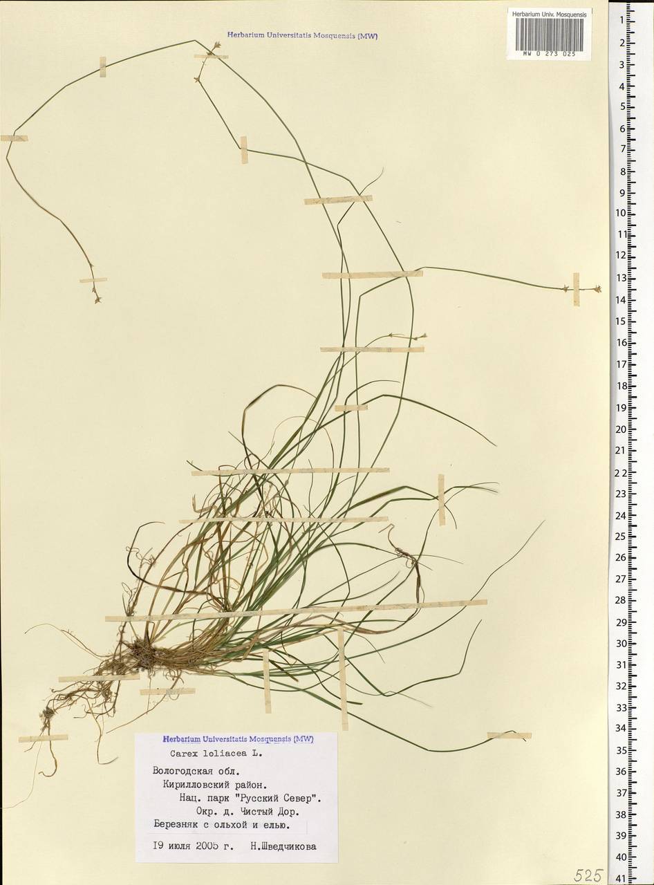 Carex loliacea L., Eastern Europe, Northern region (E1) (Russia)