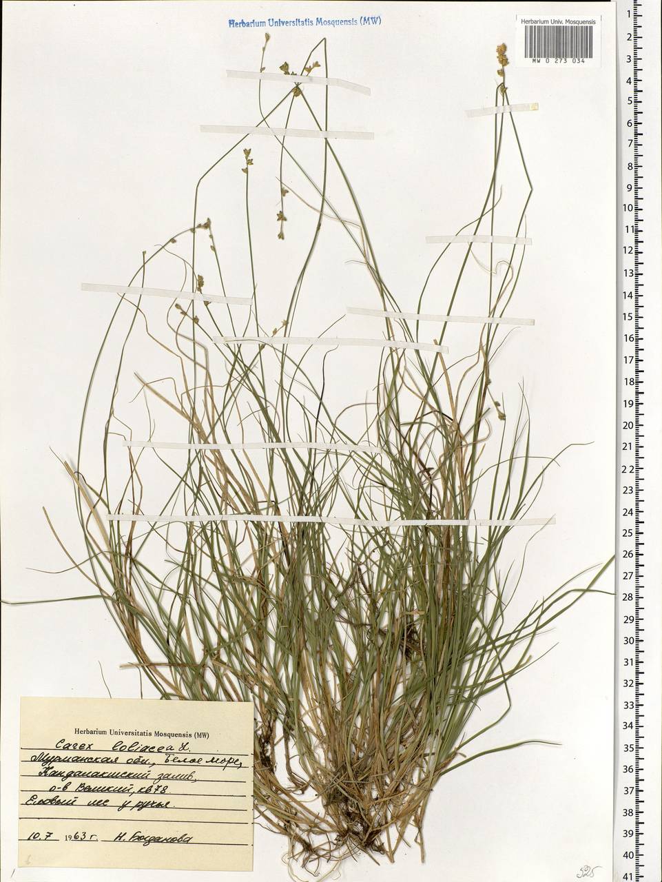 Carex loliacea L., Eastern Europe, Northern region (E1) (Russia)