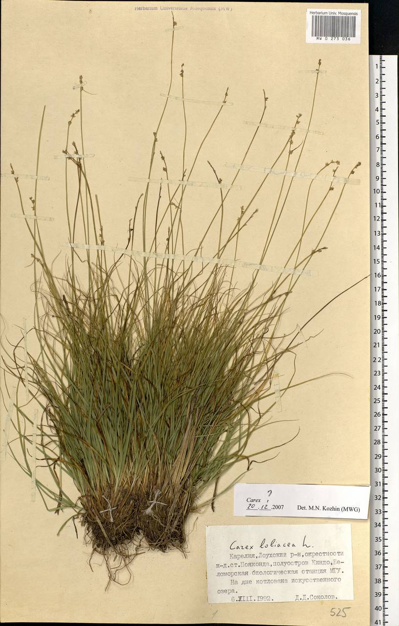 Carex loliacea L., Eastern Europe, Northern region (E1) (Russia)