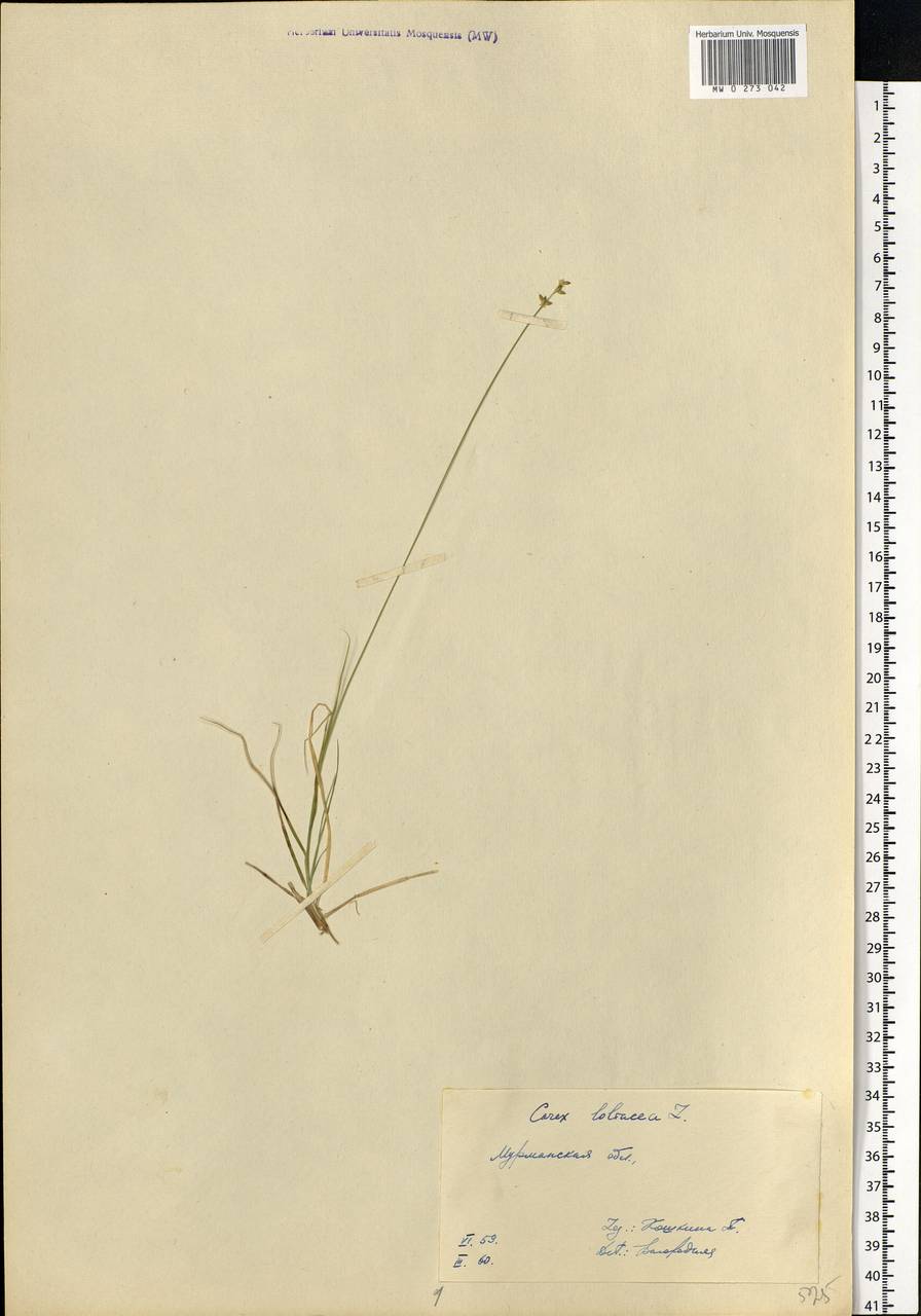 Carex loliacea L., Eastern Europe, Northern region (E1) (Russia)