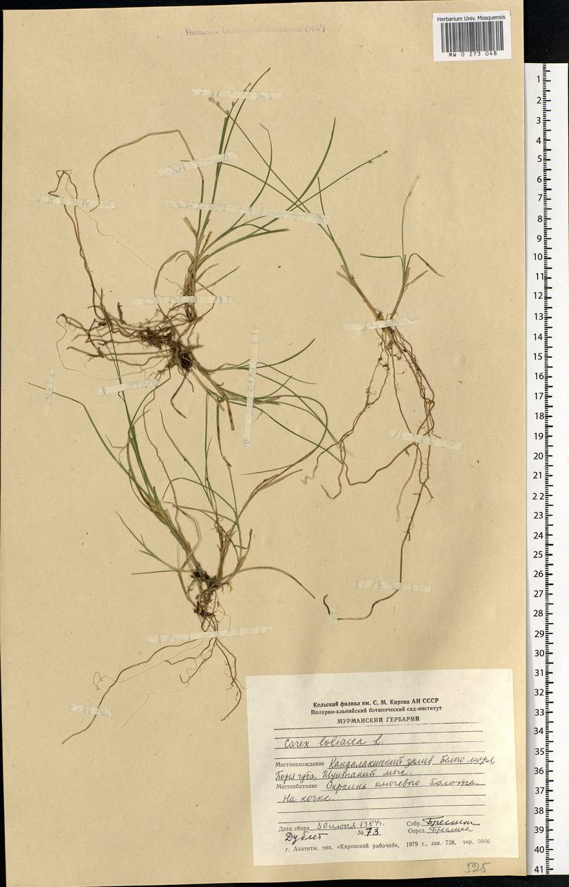 Carex loliacea L., Eastern Europe, Northern region (E1) (Russia)
