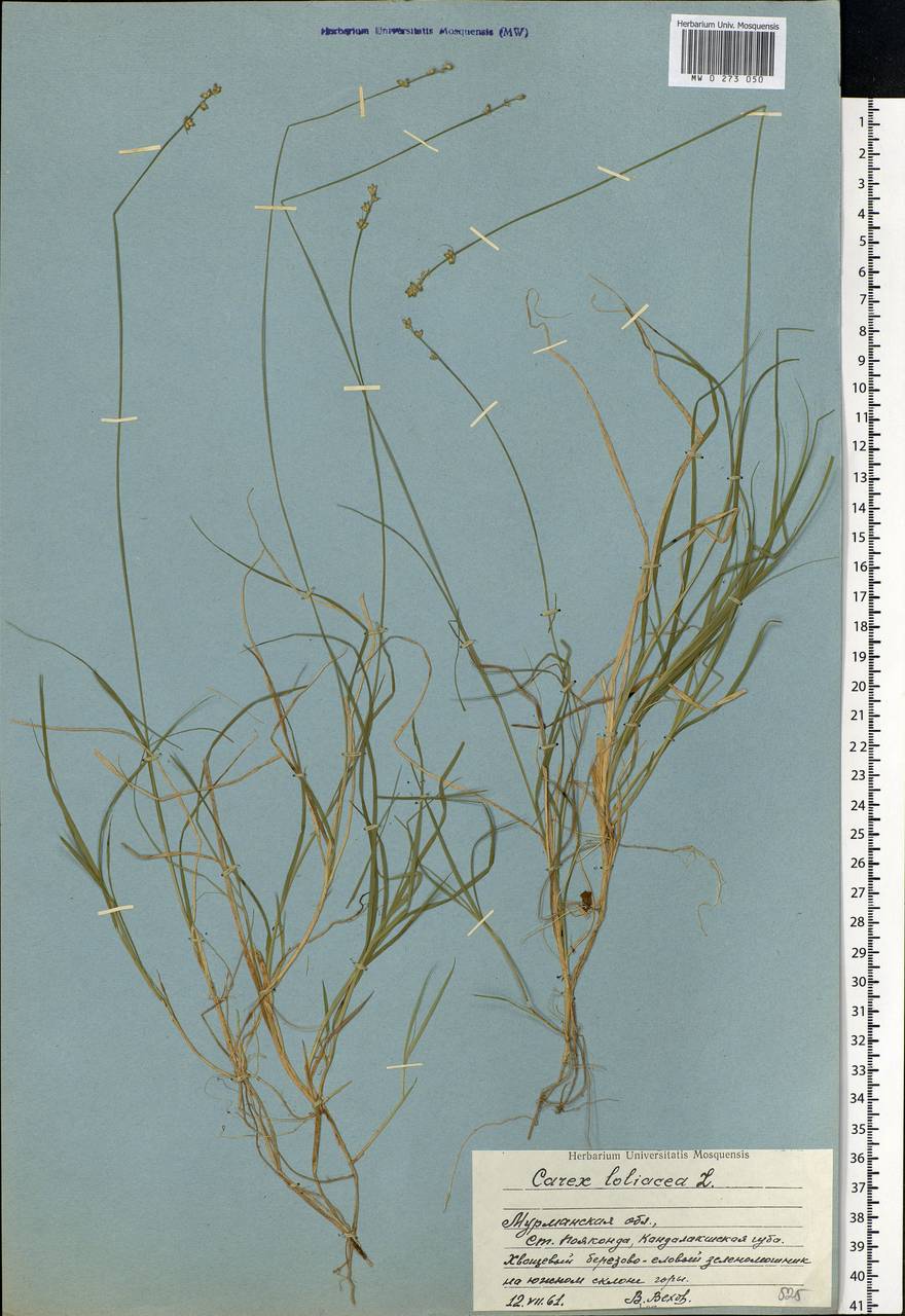 Carex loliacea L., Eastern Europe, Northern region (E1) (Russia)