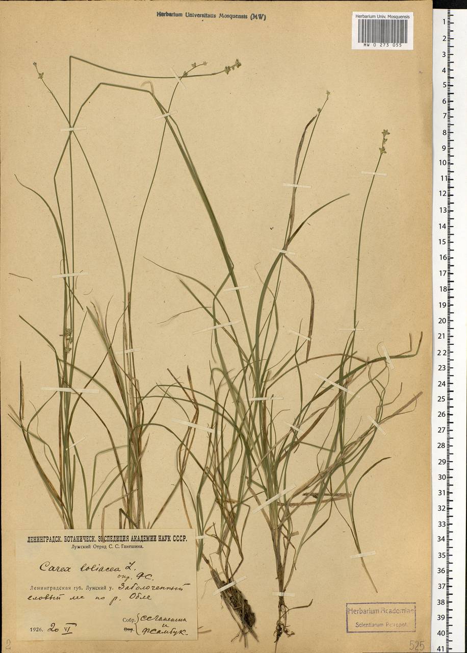 Carex loliacea L., Eastern Europe, North-Western region (E2) (Russia)