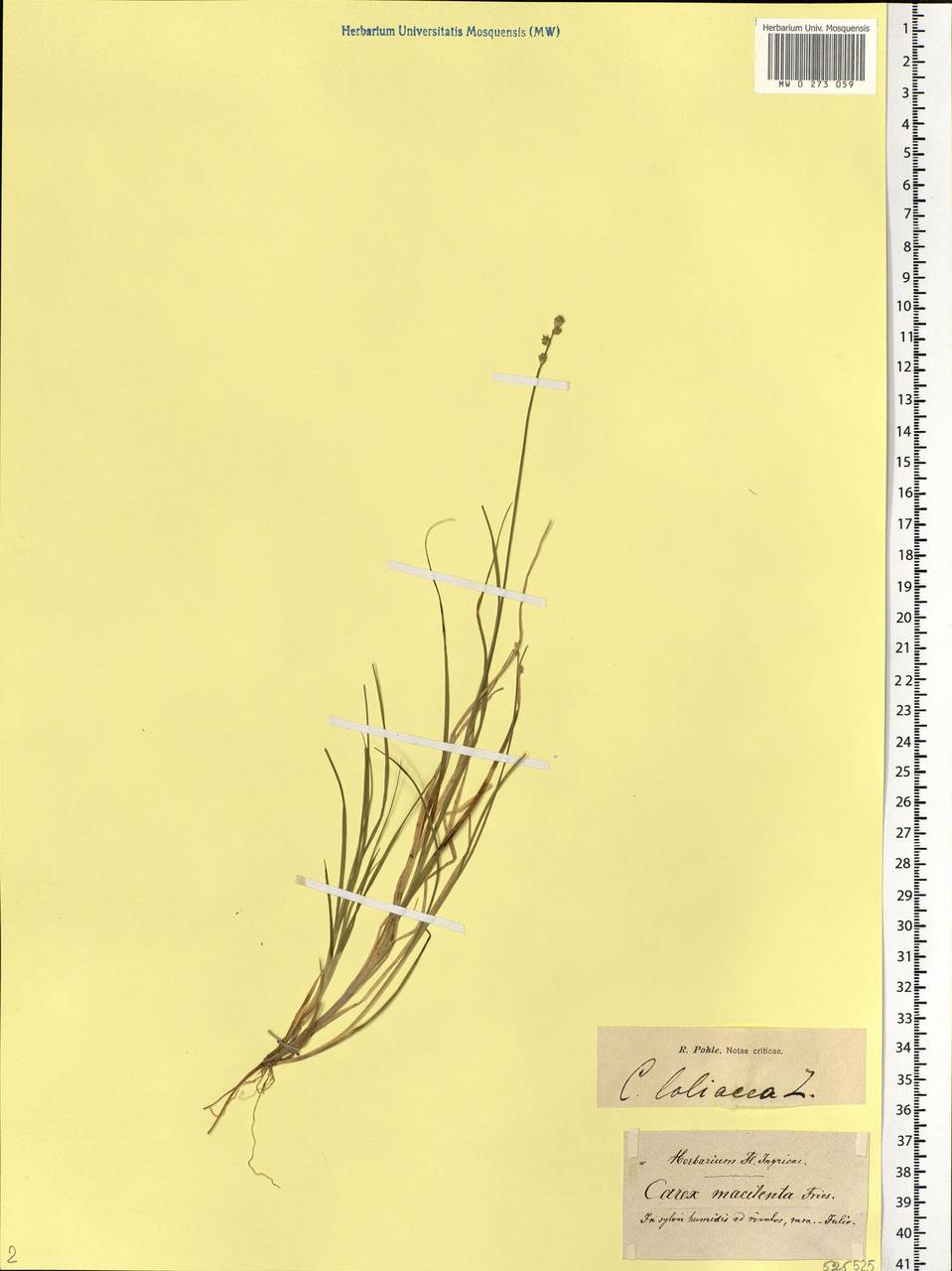 Carex loliacea L., Eastern Europe, North-Western region (E2) (Russia)