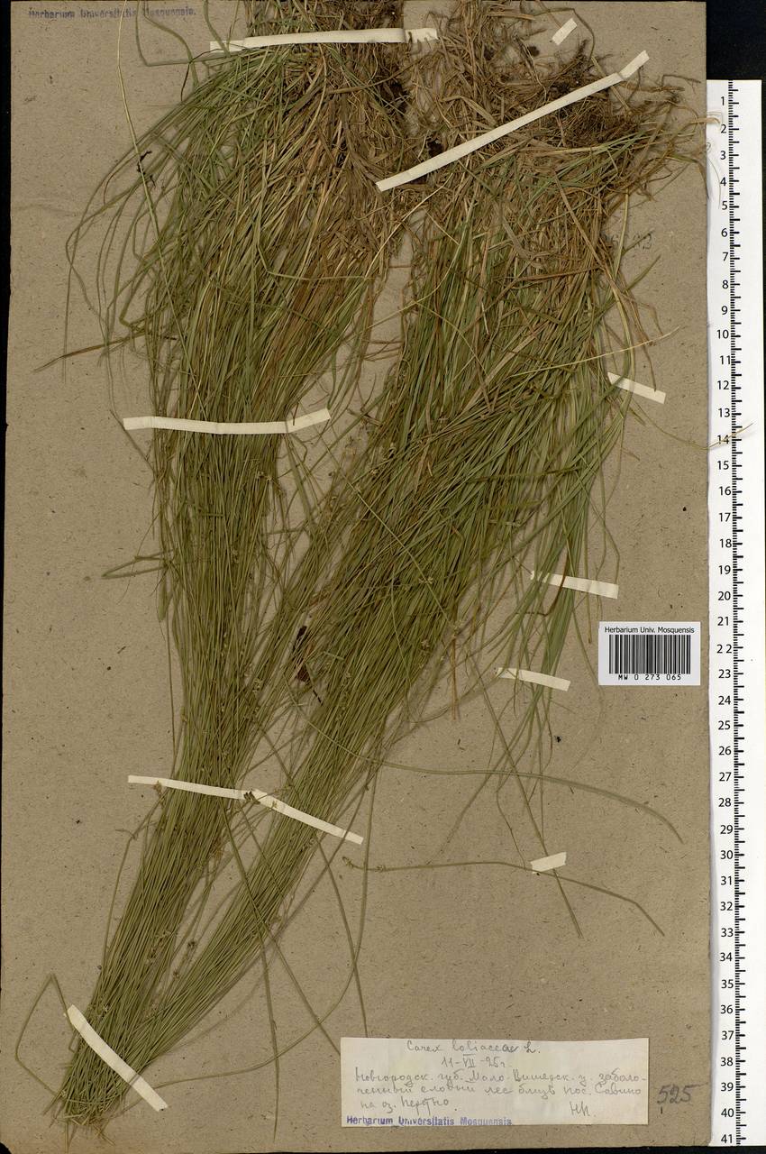Carex loliacea L., Eastern Europe, North-Western region (E2) (Russia)