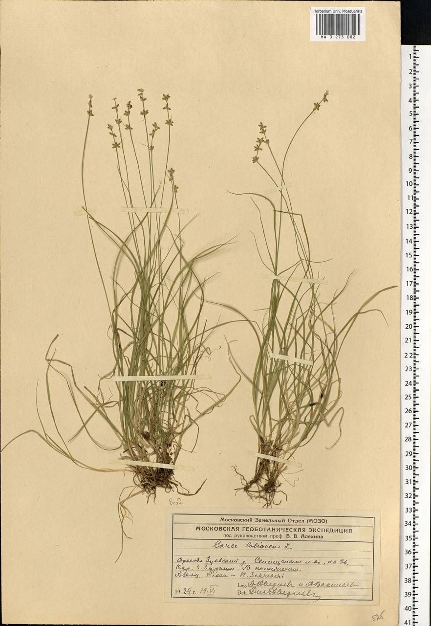 Carex loliacea L., Eastern Europe, Central region (E4) (Russia)