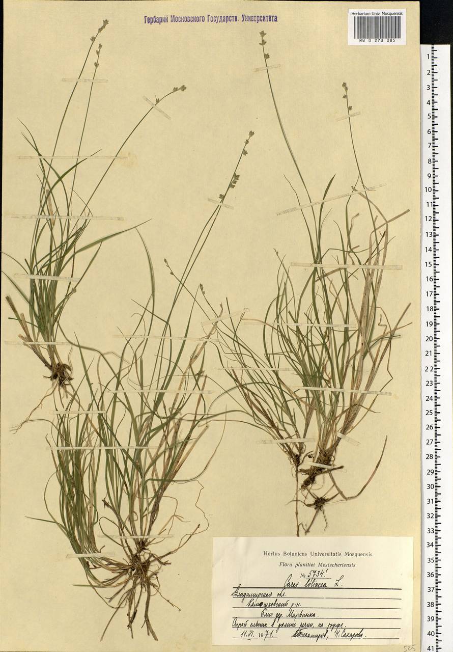 Carex loliacea L., Eastern Europe, Central region (E4) (Russia)