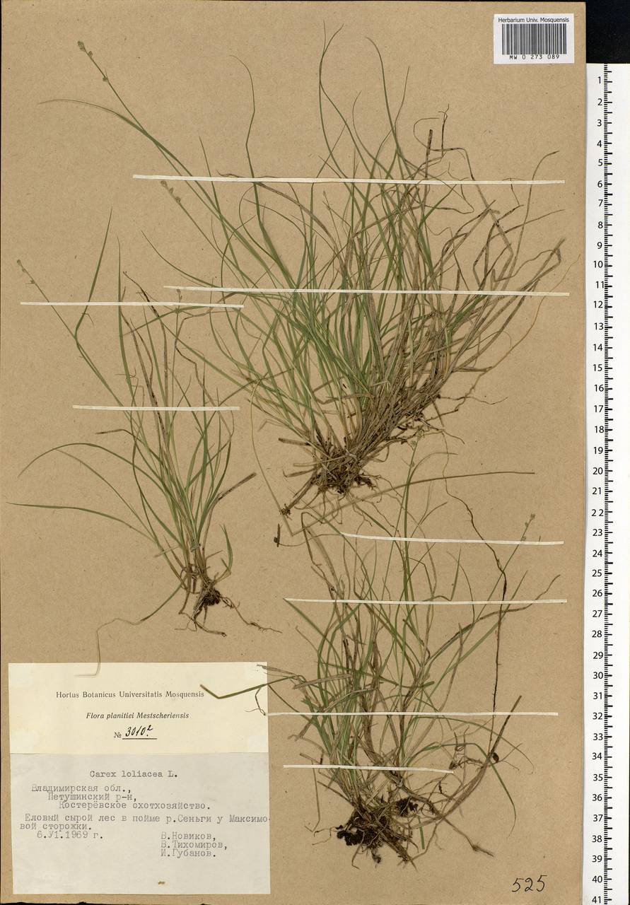 Carex loliacea L., Eastern Europe, Central region (E4) (Russia)