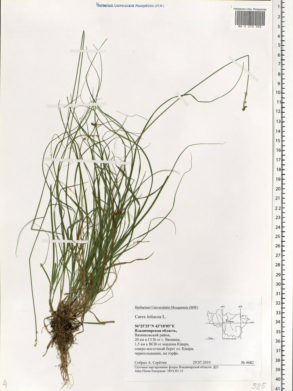 Carex loliacea L., Eastern Europe, Central region (E4) (Russia)