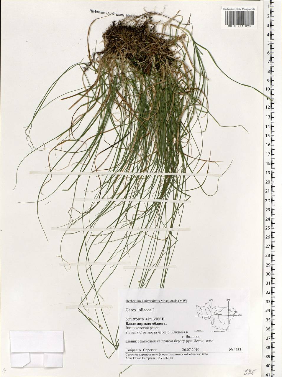 Carex loliacea L., Eastern Europe, Central region (E4) (Russia)