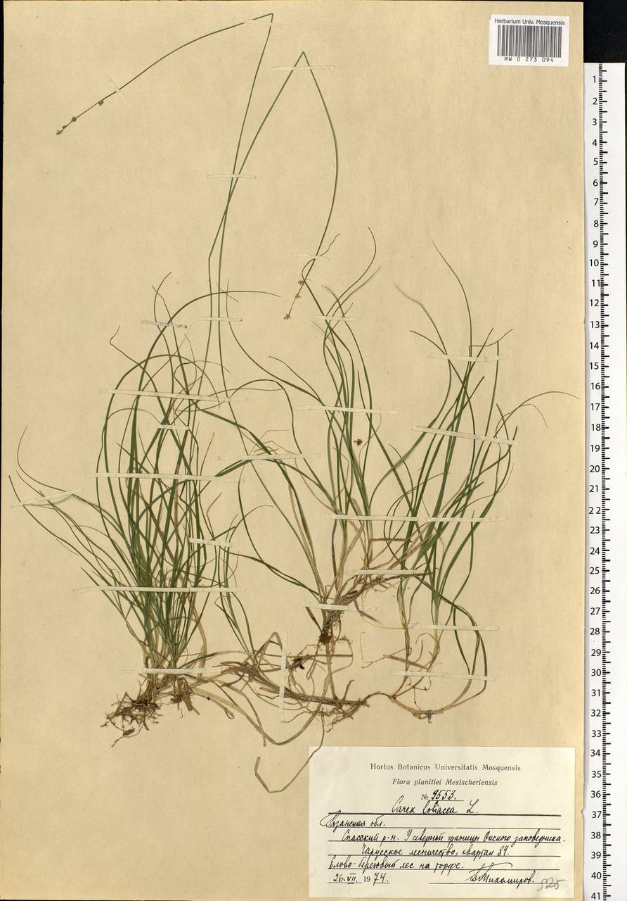 Carex loliacea L., Eastern Europe, Central region (E4) (Russia)