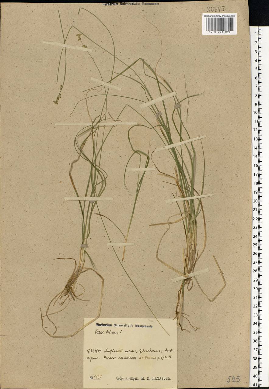 Carex loliacea L., Eastern Europe, Central region (E4) (Russia)