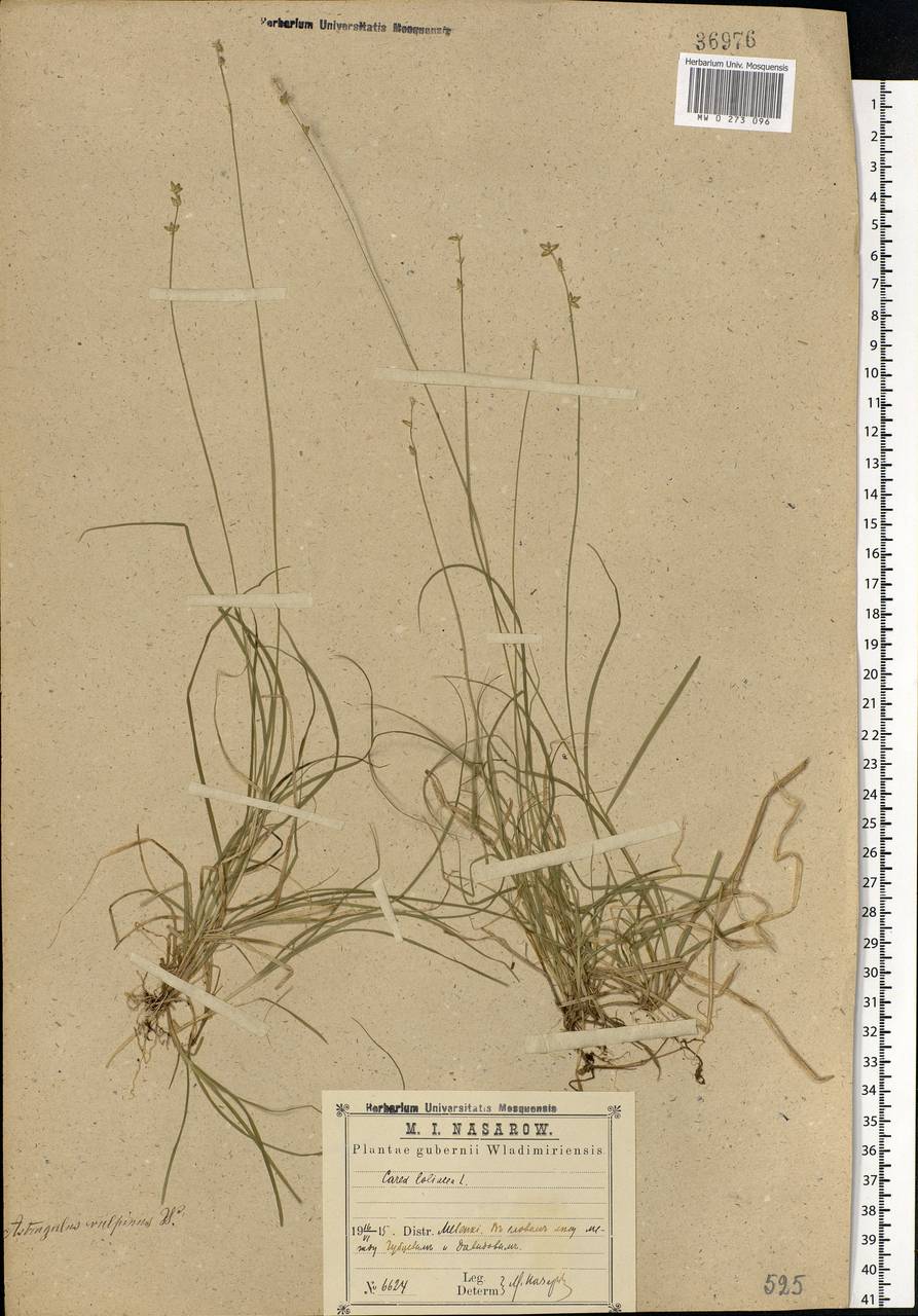 Carex loliacea L., Eastern Europe, Central region (E4) (Russia)