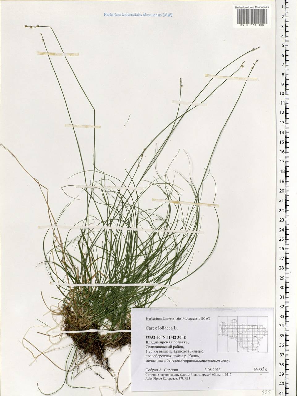 Carex loliacea L., Eastern Europe, Central region (E4) (Russia)