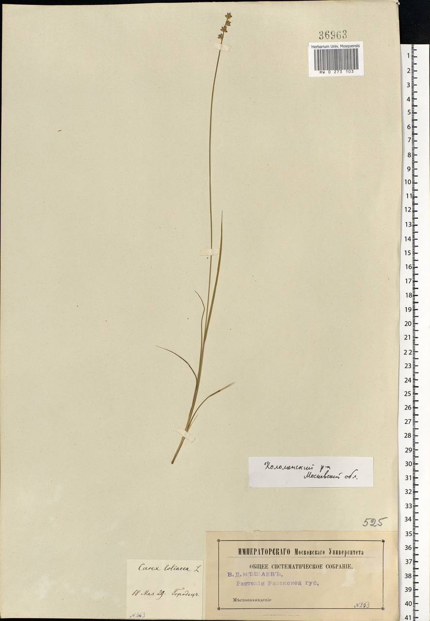 Carex loliacea L., Eastern Europe, Moscow region (E4a) (Russia)