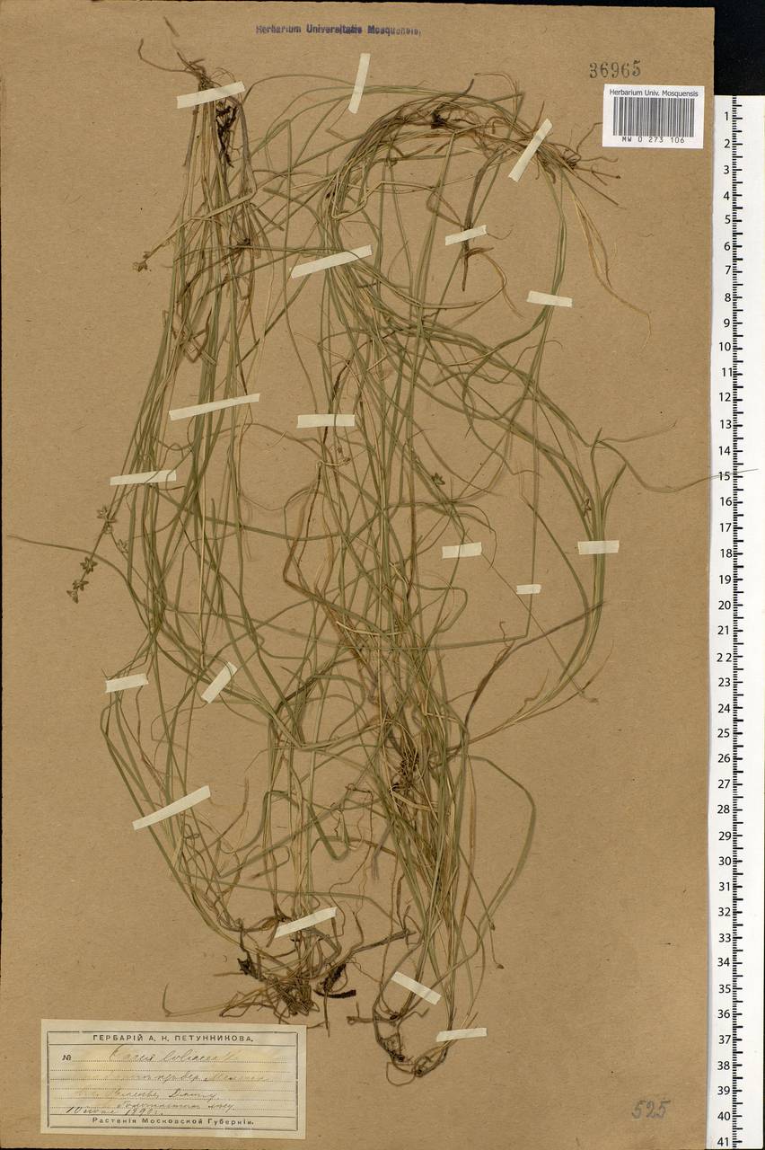 Carex loliacea L., Eastern Europe, Moscow region (E4a) (Russia)