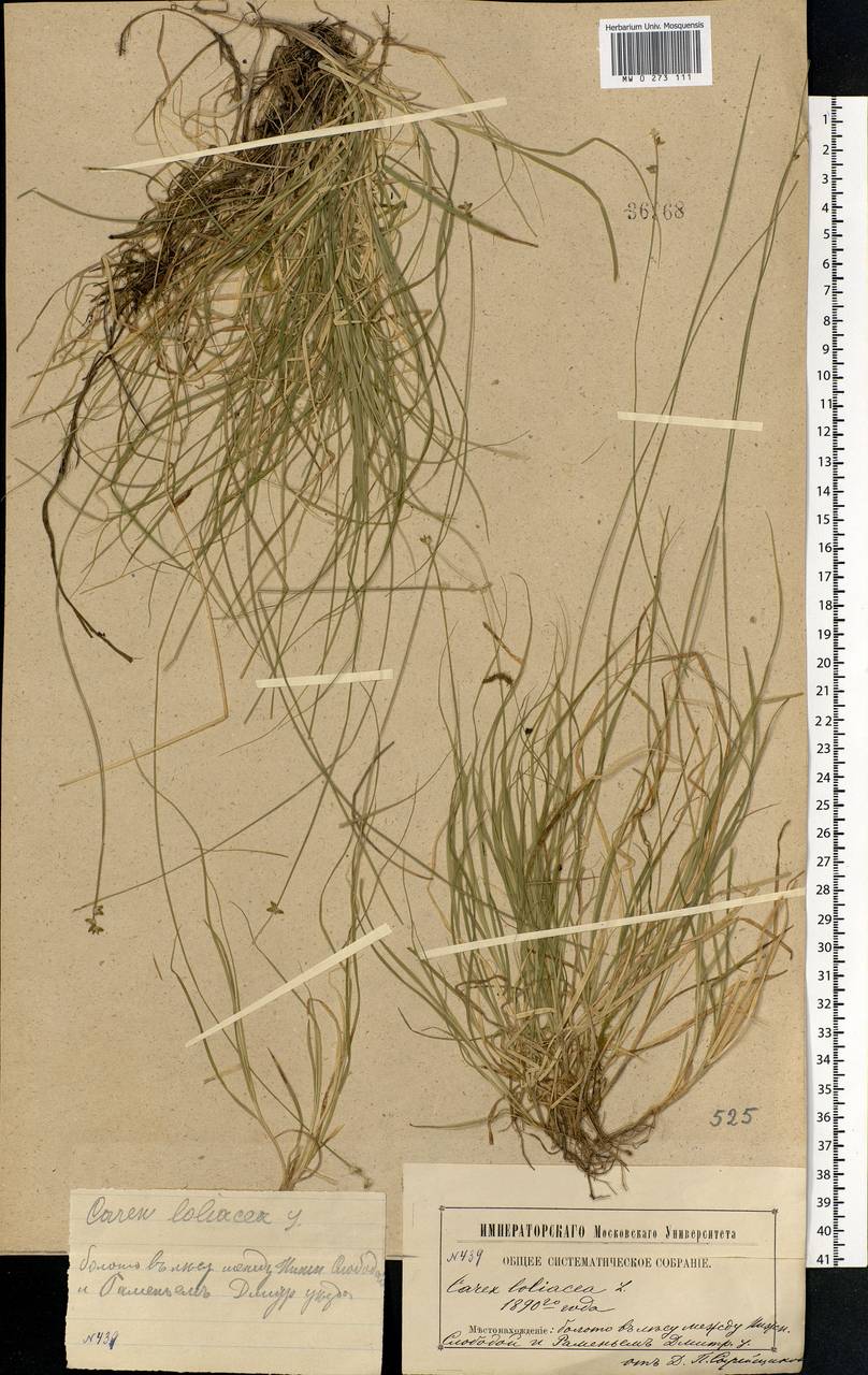 Carex loliacea L., Eastern Europe, Moscow region (E4a) (Russia)