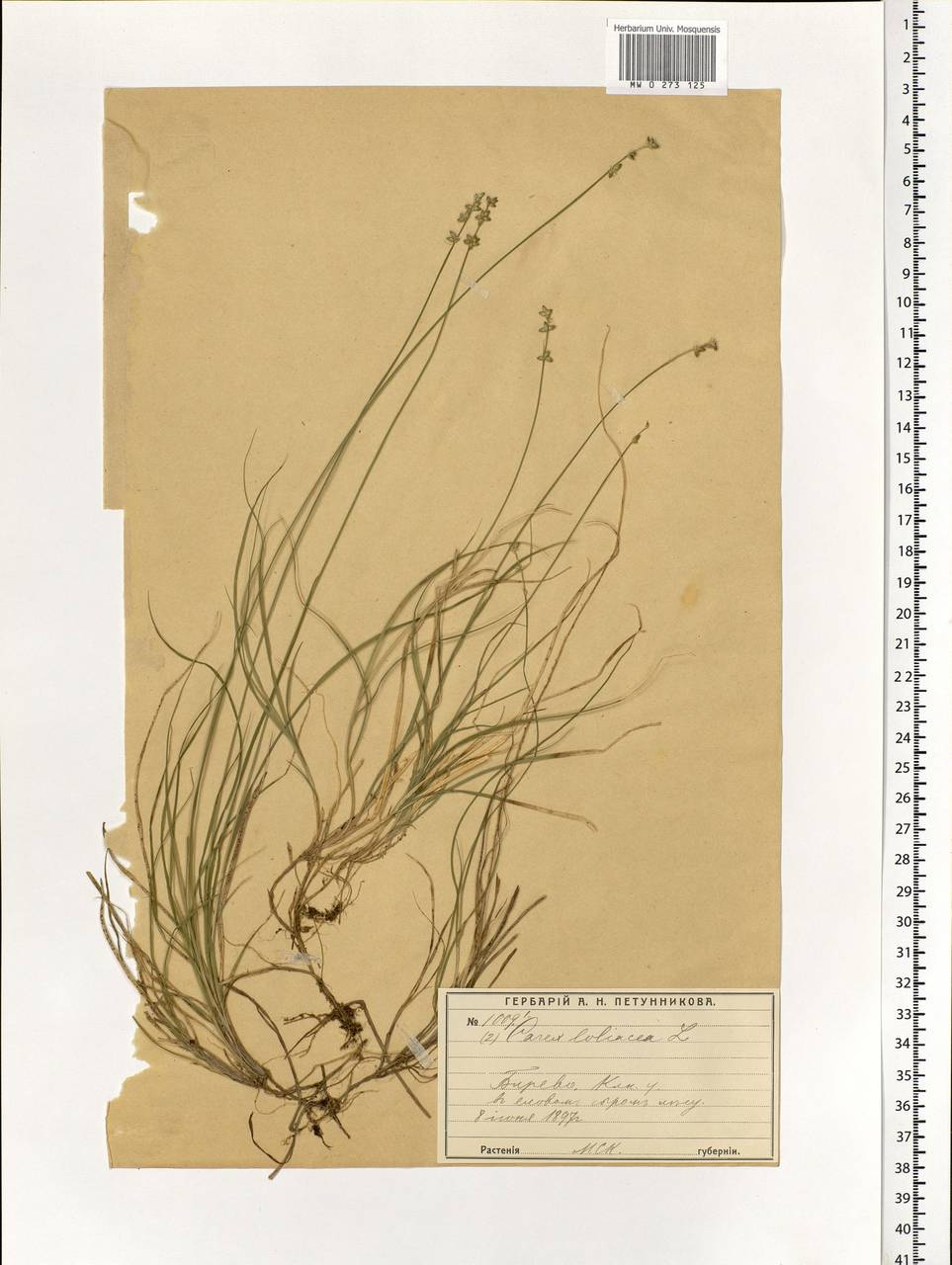 Carex loliacea L., Eastern Europe, Moscow region (E4a) (Russia)