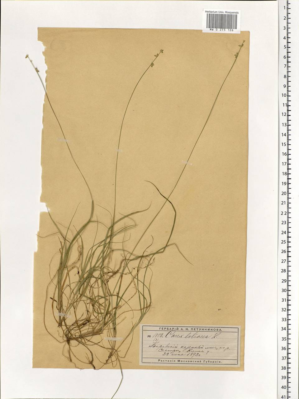 Carex loliacea L., Eastern Europe, Moscow region (E4a) (Russia)