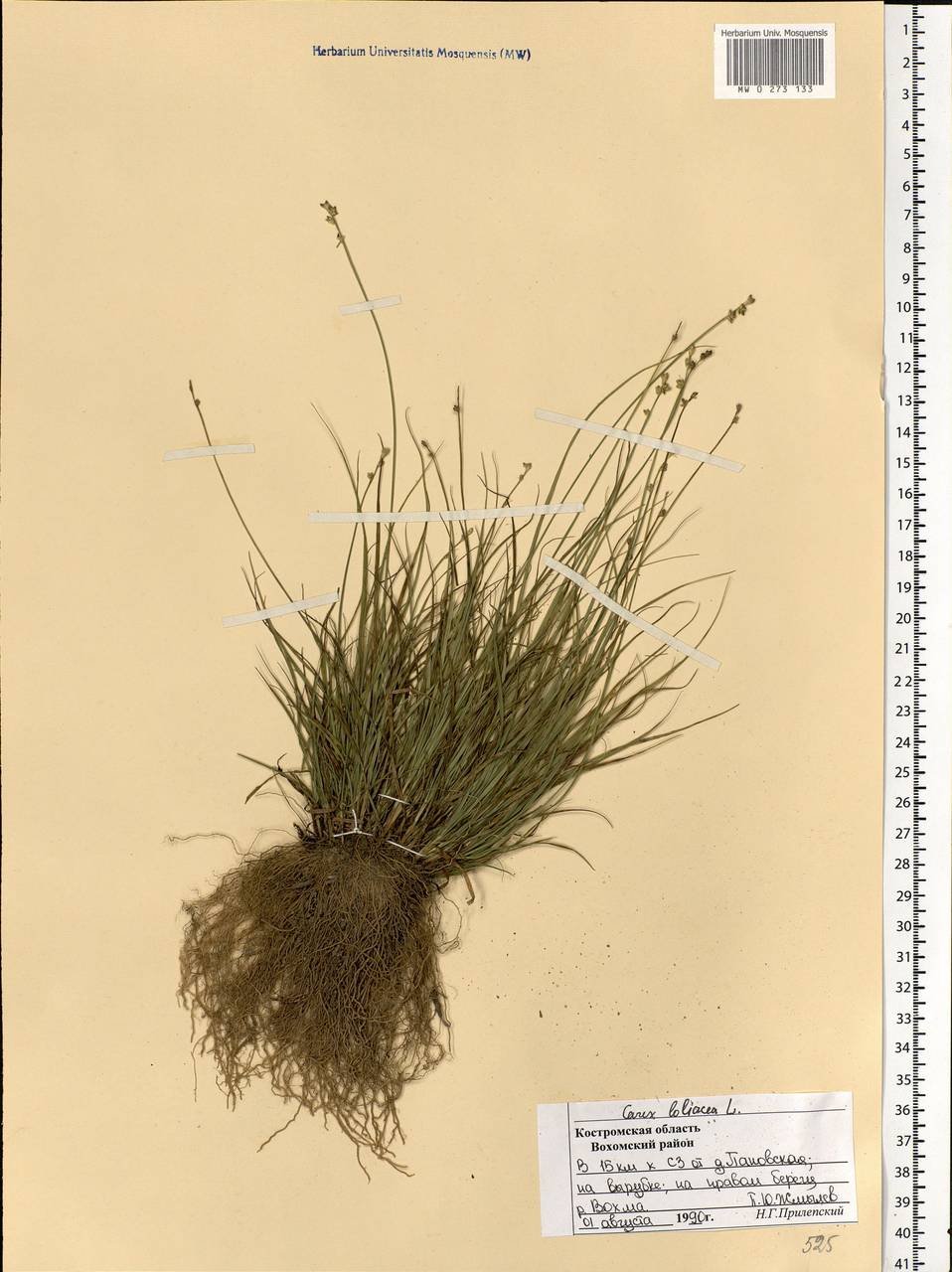 Carex loliacea L., Eastern Europe, Central forest region (E5) (Russia)