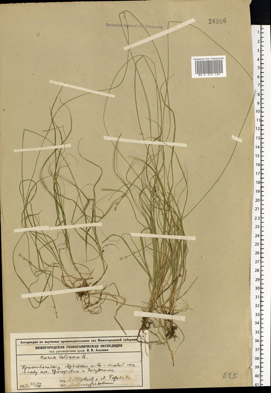 Carex loliacea L., Eastern Europe, Volga-Kama region (E7) (Russia)
