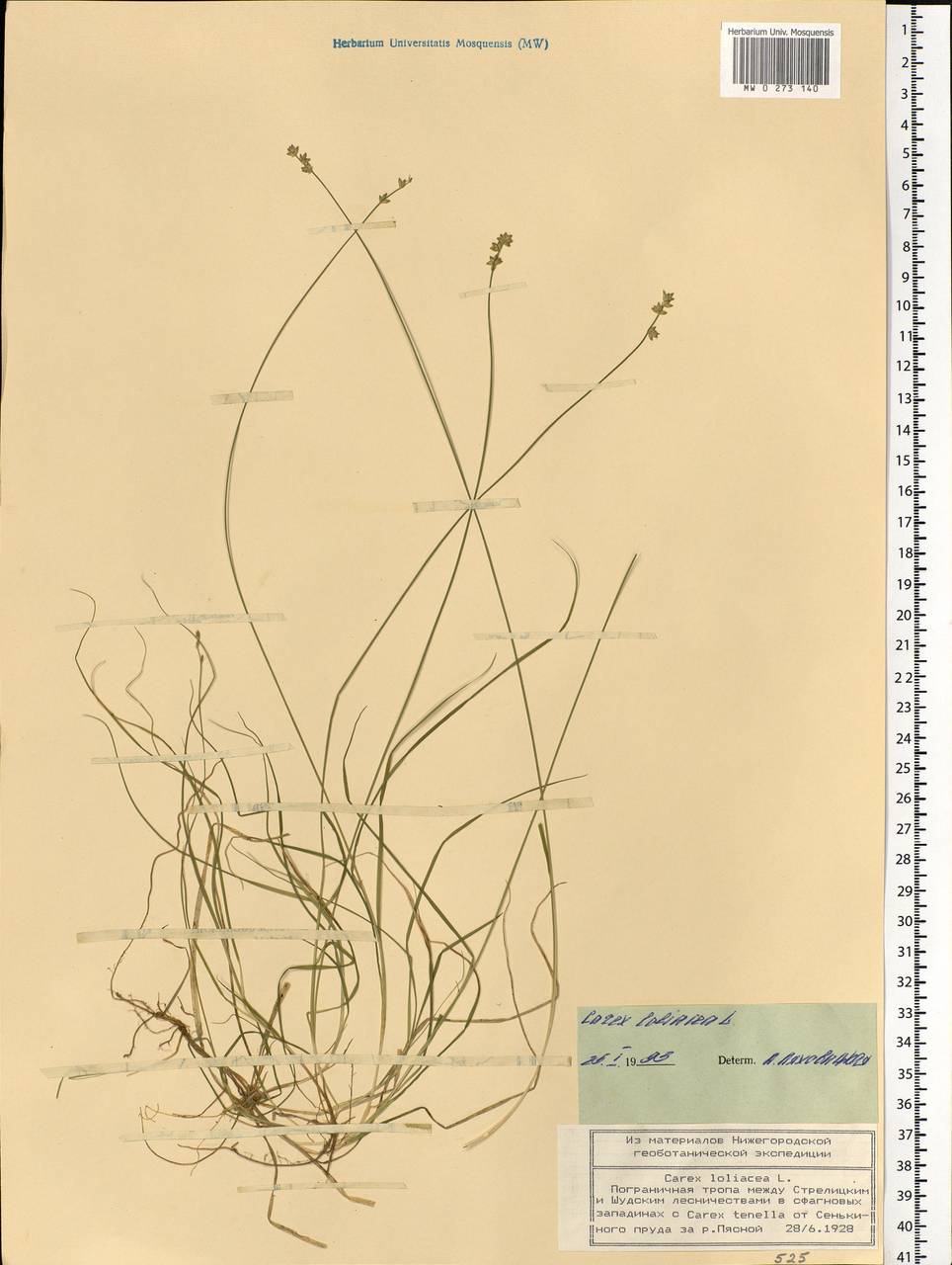 Carex loliacea L., Eastern Europe, Volga-Kama region (E7) (Russia)