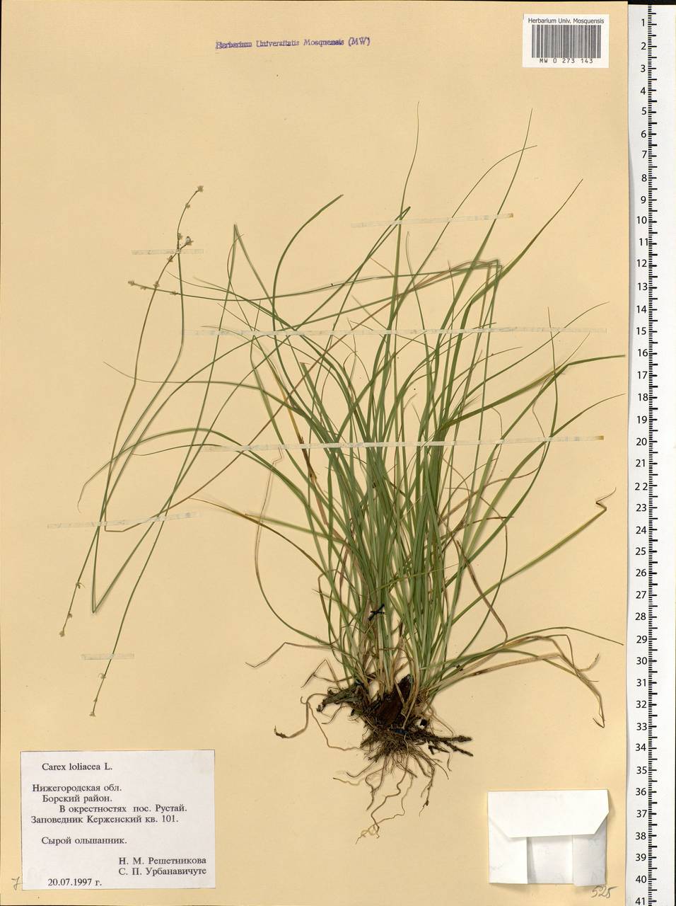 Carex loliacea L., Eastern Europe, Volga-Kama region (E7) (Russia)