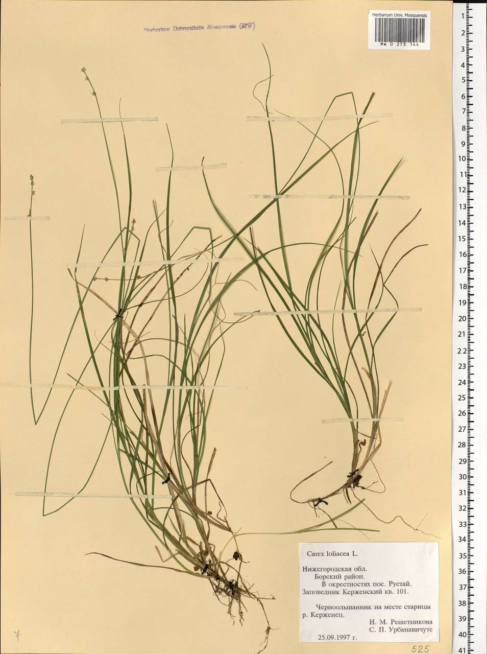 Carex loliacea L., Eastern Europe, Volga-Kama region (E7) (Russia)