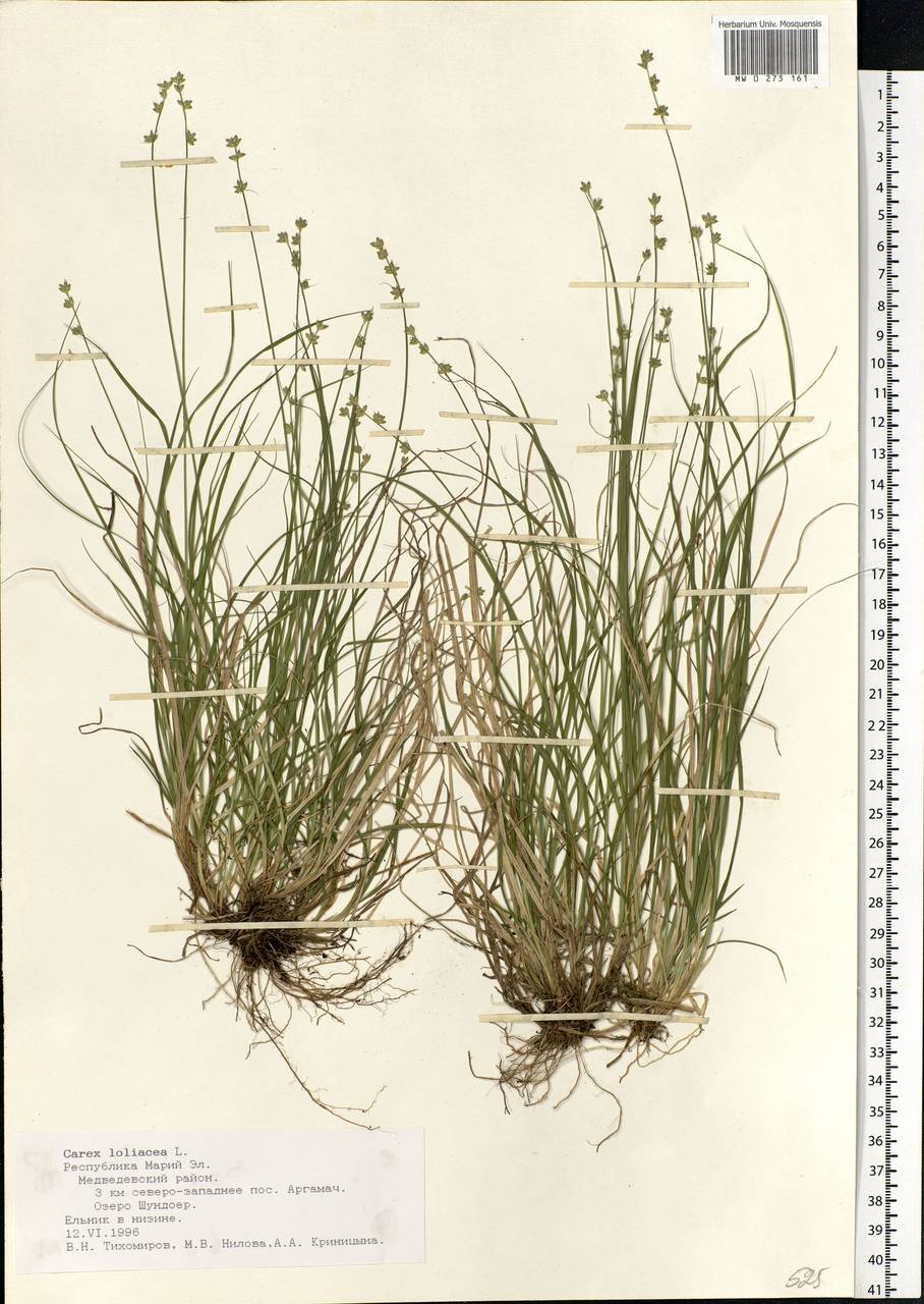 Carex loliacea L., Eastern Europe, Middle Volga region (E8) (Russia)