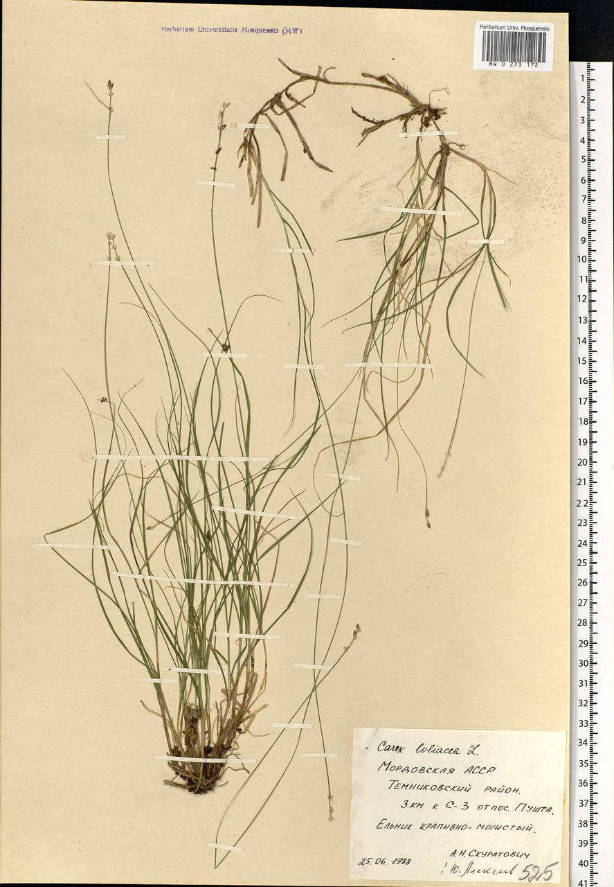 Carex loliacea L., Eastern Europe, Middle Volga region (E8) (Russia)