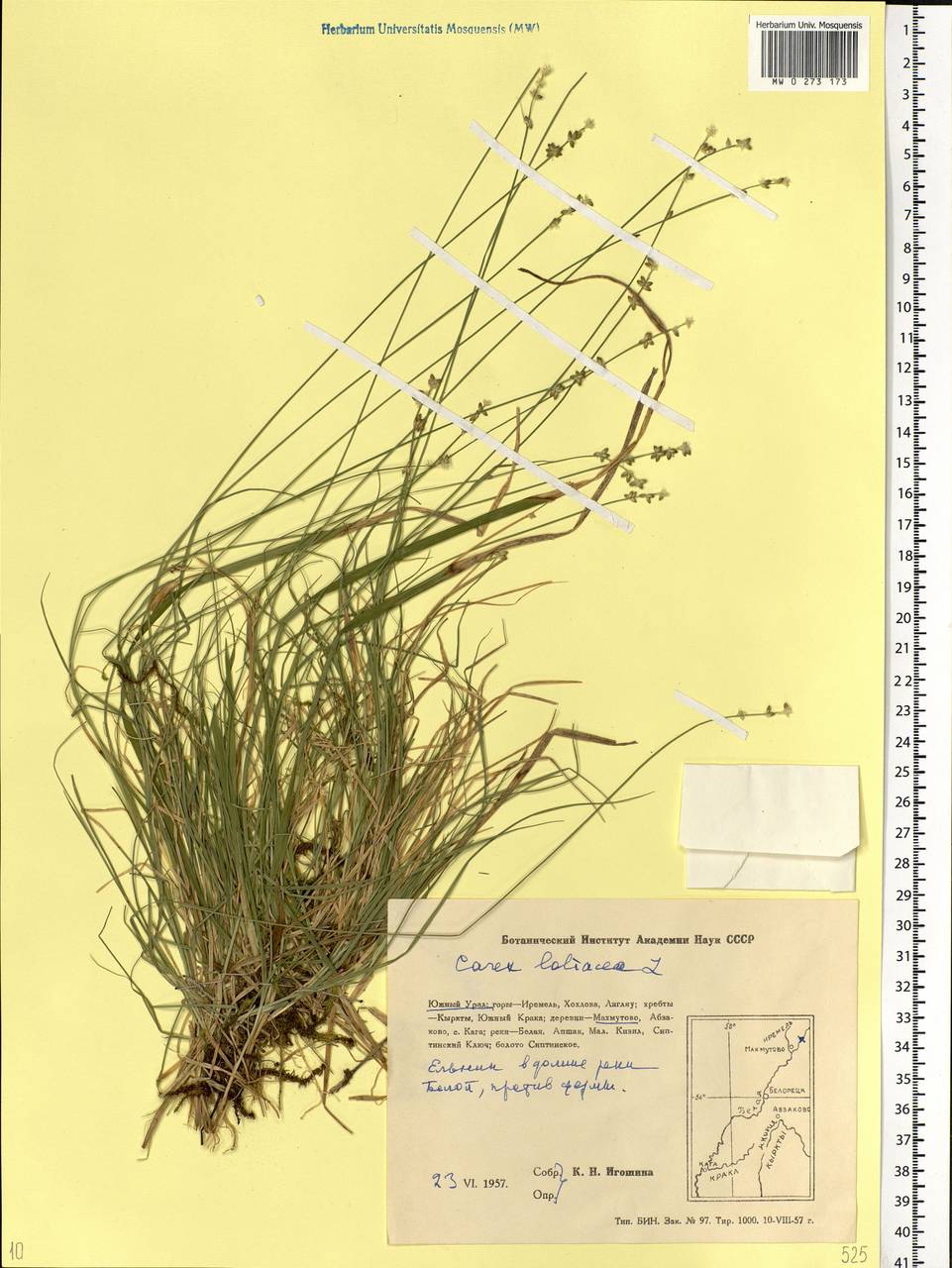 Carex loliacea L., Eastern Europe, Eastern region (E10) (Russia)