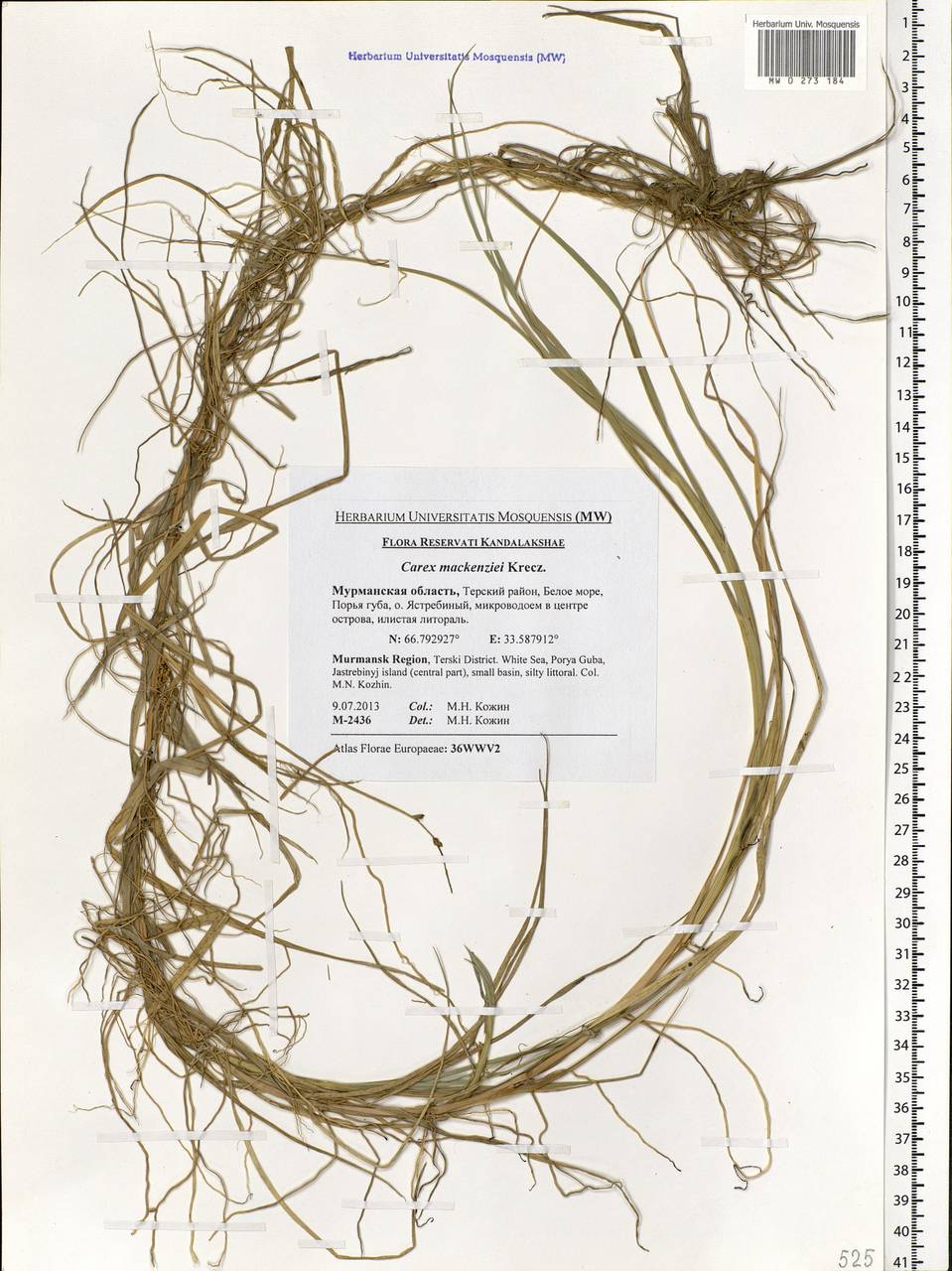 Carex mackenziei V.I.Krecz., Eastern Europe, Northern region (E1) (Russia)