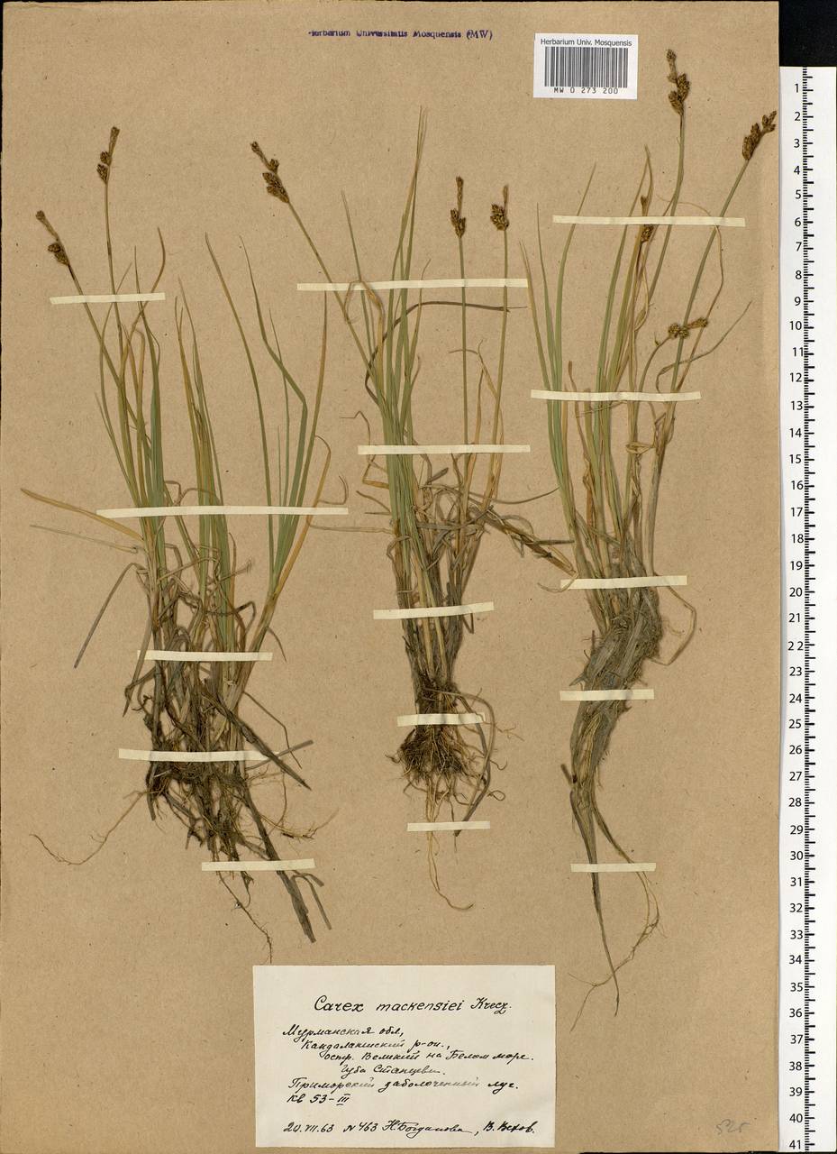 Carex mackenziei V.I.Krecz., Eastern Europe, Northern region (E1) (Russia)