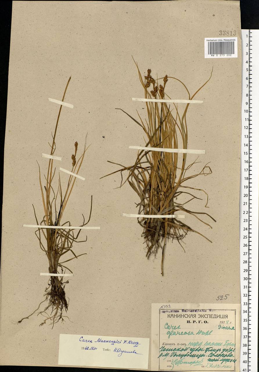 Carex mackenziei V.I.Krecz., Eastern Europe, Northern region (E1) (Russia)