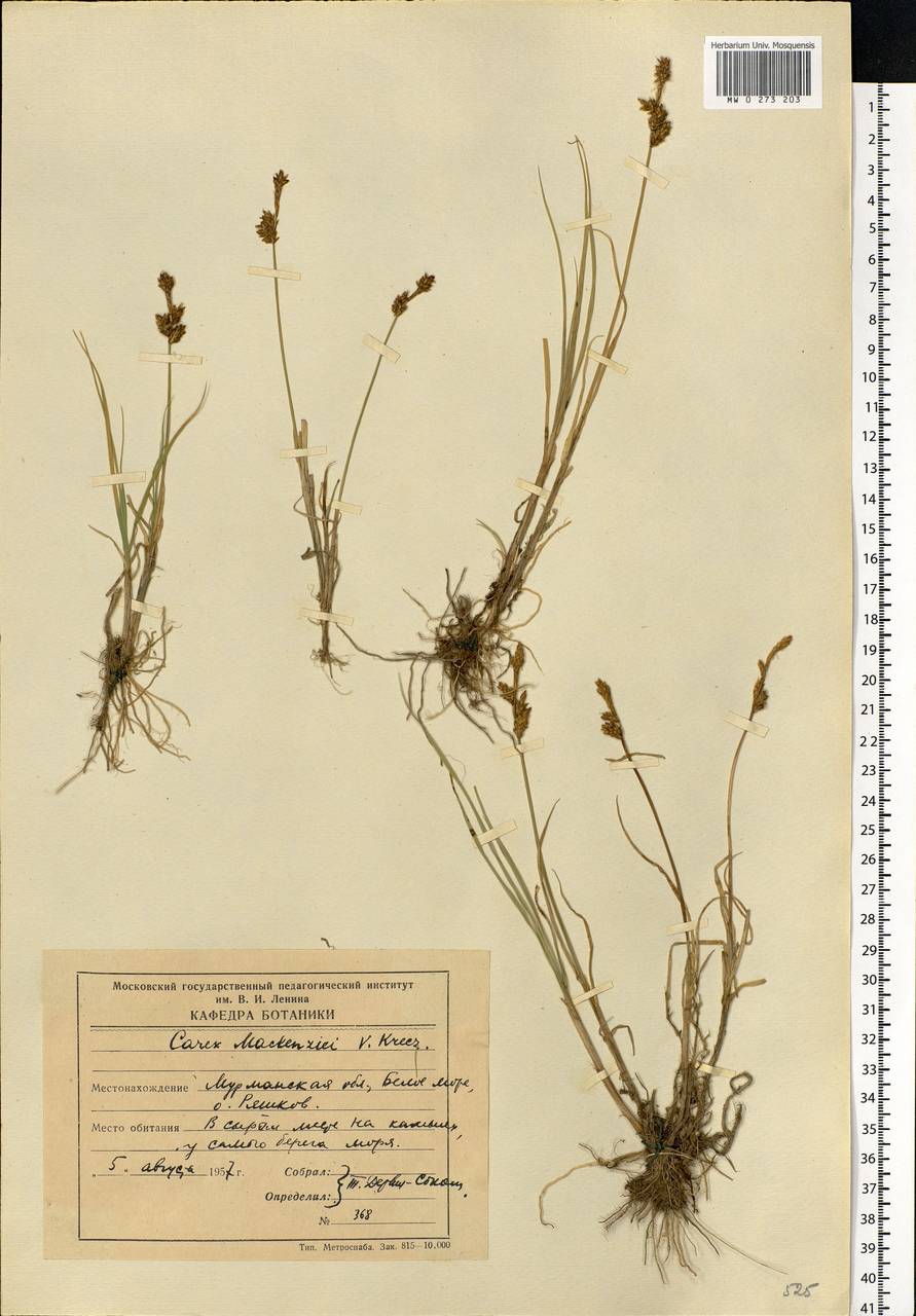 Carex mackenziei V.I.Krecz., Eastern Europe, Northern region (E1) (Russia)