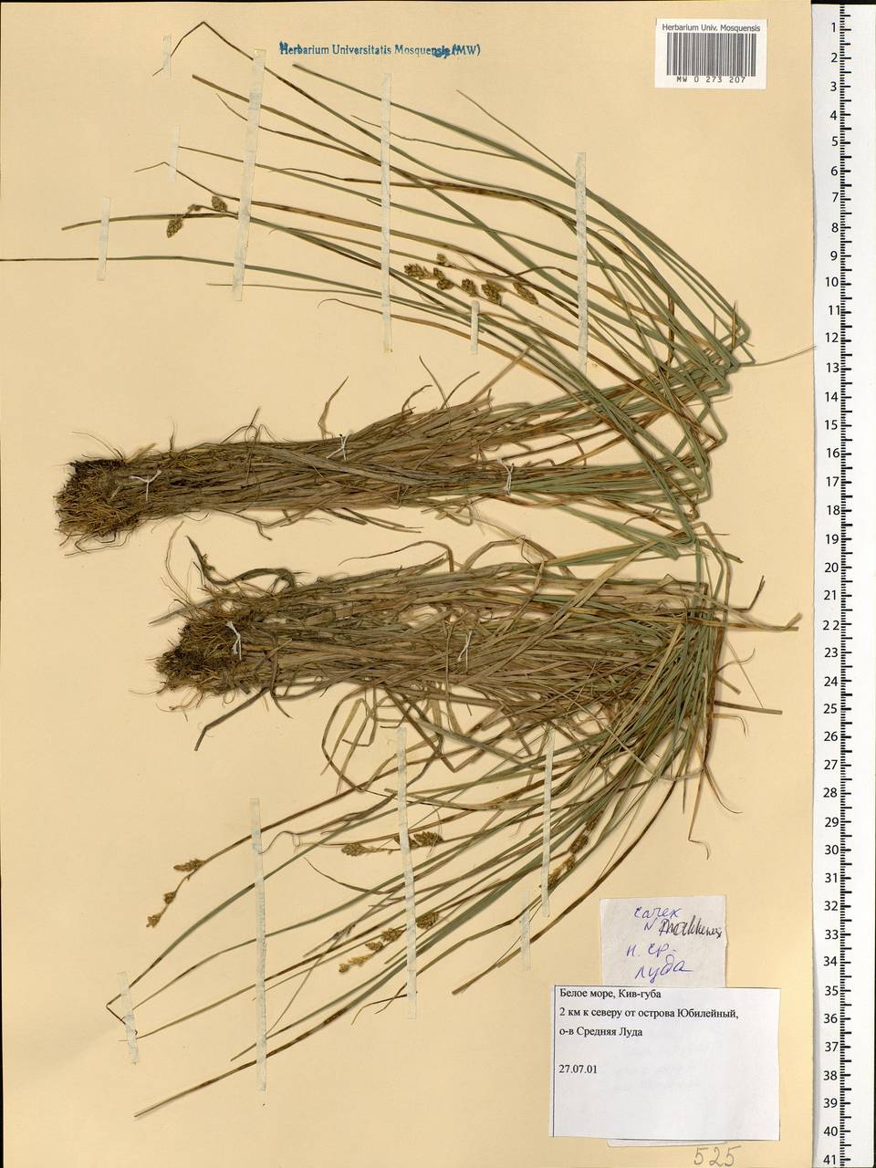 Carex mackenziei V.I.Krecz., Eastern Europe, Northern region (E1) (Russia)