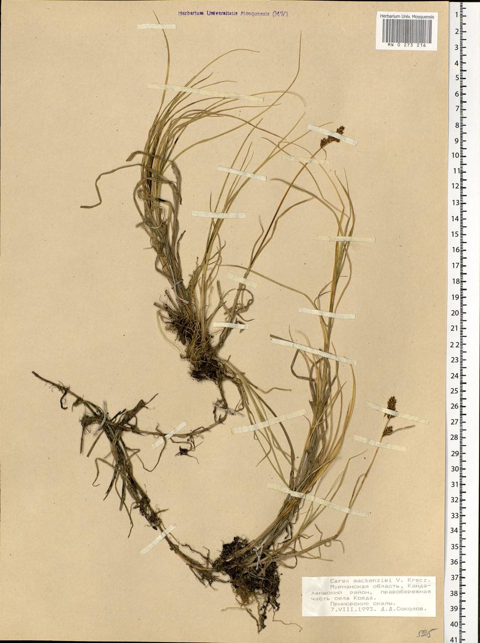 Carex mackenziei V.I.Krecz., Eastern Europe, Northern region (E1) (Russia)