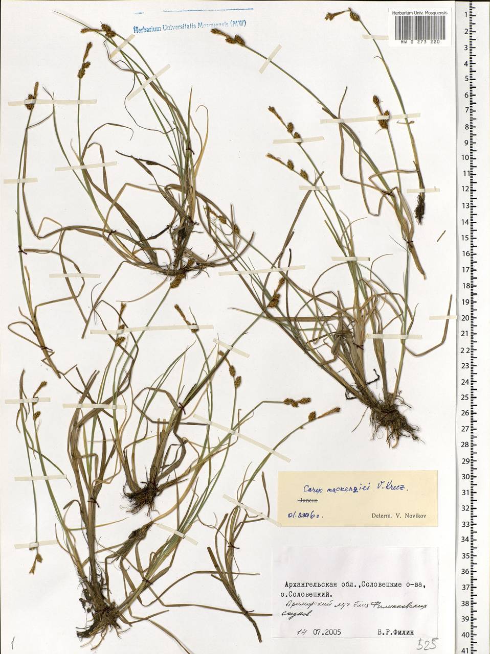 Carex mackenziei V.I.Krecz., Eastern Europe, Northern region (E1) (Russia)